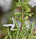 Apalachicola false rosemary